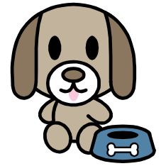 perro plato